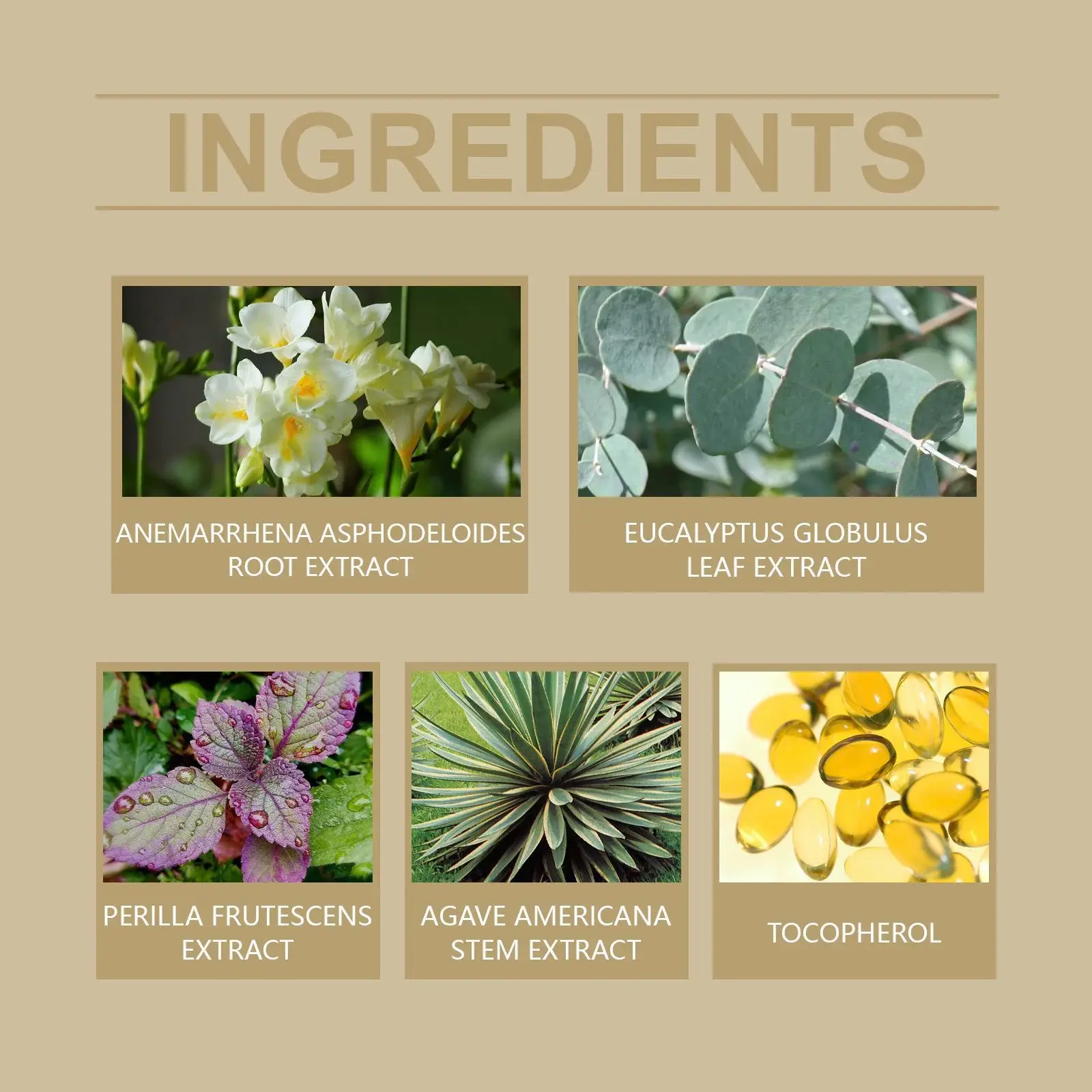 Blackhead Peel Mask for Pore Cleansing & Hydrating - Hoygi 3 HOA05 A176 60 BK1 003